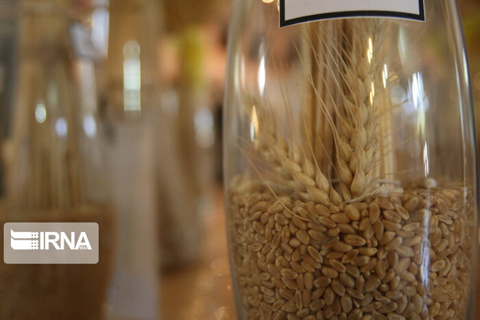 حرکت پرشتاب پژوهش برای خود کفایی در تولید گندم کشور