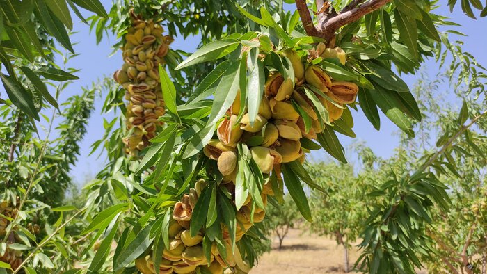 بادامی که در این زنجیره افتاده است