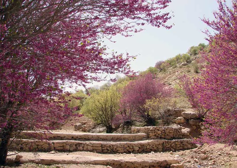 دشت ارغوان؛ بهشت ناشناخته مشهد