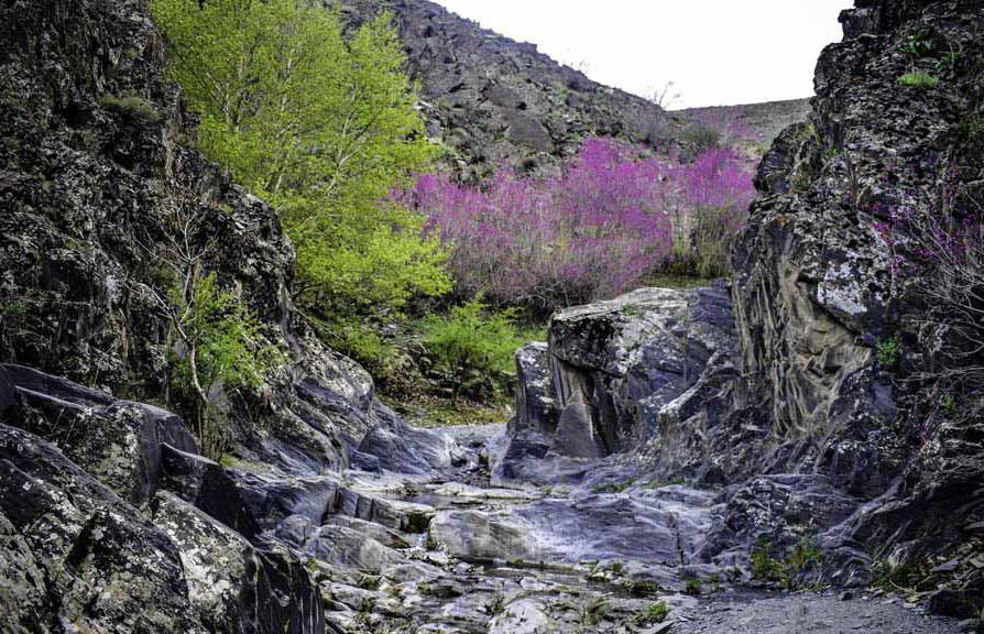 دشت ارغوان؛ بهشت ناشناخته مشهد