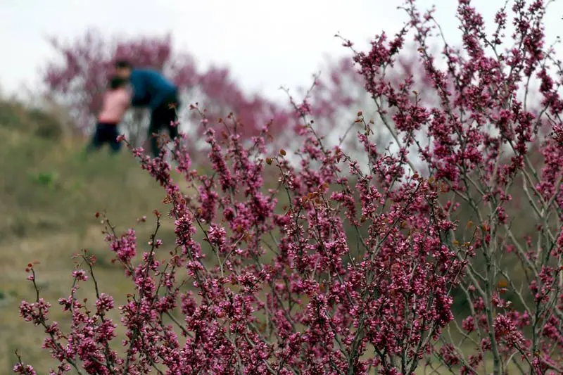 دشت ارغوان؛ بهشت ناشناخته مشهد