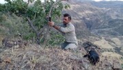 نصب دوربین‌های تله‌ای در زیستگاه‌های حیات وحش استان اردبیل