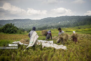 احتمال تغییر کاربری اراضی کشاورزی مازندران با تداوم رکود بازار برنج