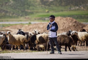 ییلاق مازندران تحت تاثیر کاهش محسوس پس چرای دام در قشلاق