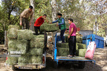 Horse riders on way to Imam Reza shrine