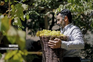 Village touristique de Dulab ; où les raisins se transforment en raisins secs au Kurdistan iranien