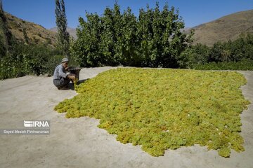 Village touristique de Dulab ; où les raisins se transforment en raisins secs au Kurdistan iranien