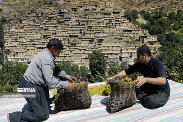 Village touristique de Dulab ; où les raisins se transforment en raisins secs au Kurdistan iranien