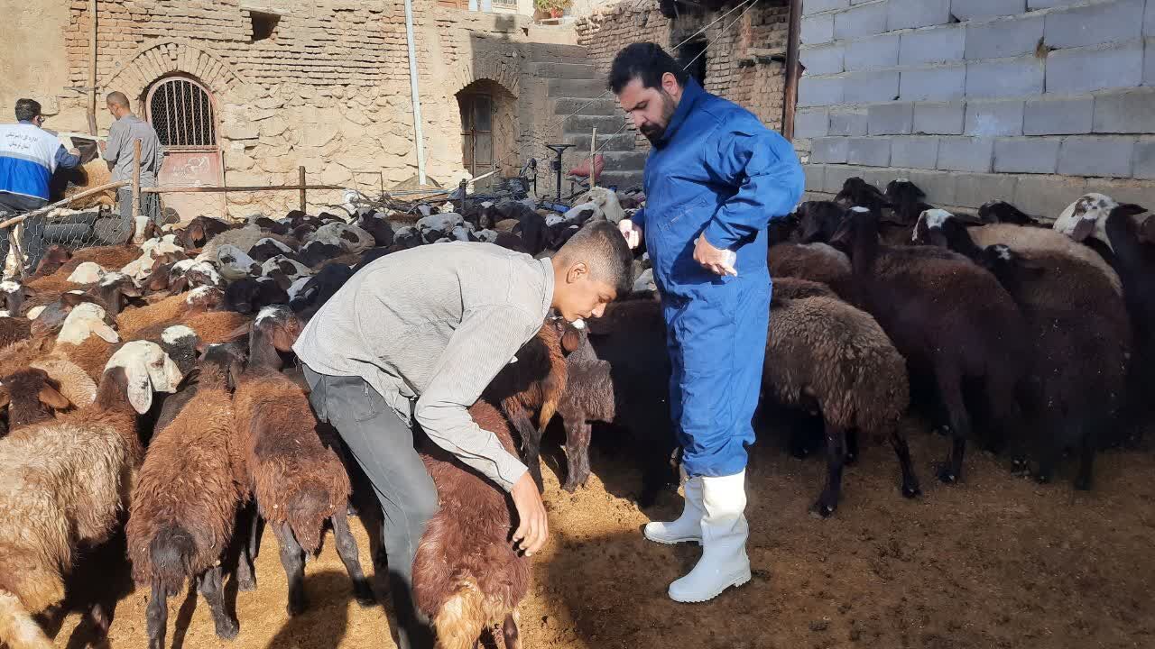 واکسیناسیون دام‌ها در بروجرد علیه بیماری تب برفکی آغاز شد