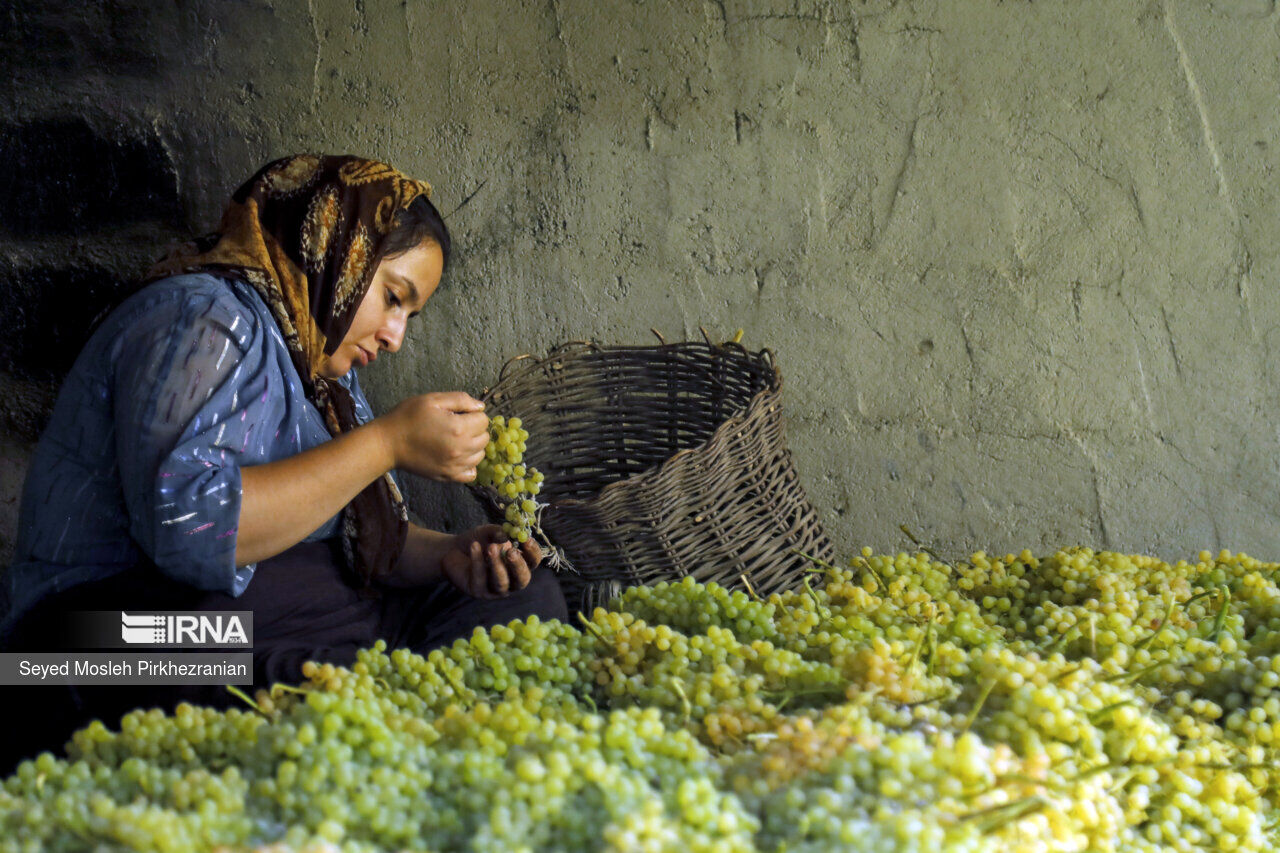 IRNA English - Traditional raisin production in Iran's Kurdistan