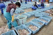 کره جنوبی ممنوعیت واردات غذاهای دریایی از ژاپن را ادامه می دهد