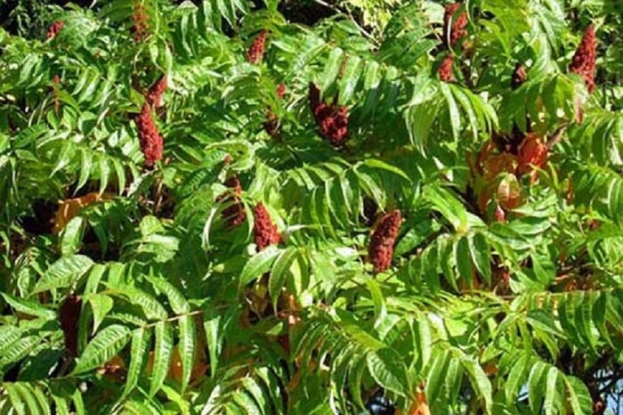 توسعه کشت سماق در گناباد، راهی برای رونق اقتصادی منطقه