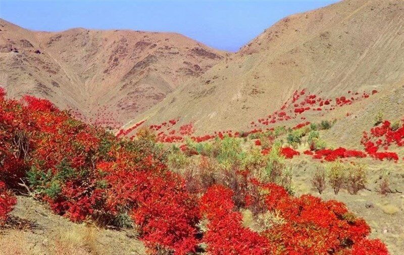 توسعه کشت سماق در گناباد، راهی برای رونق اقتصادی منطقه