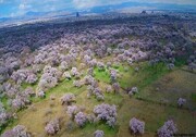 ثبت باغستان قزوین در "جیاس" به محصولات باغی ارزش جهانی می بخشد