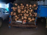  ۲ متخلف قطع درختان جنگلی در نمین دستگیر شدند