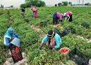 ۱۴۰ هزار تن گوجه فرنگی از مزارع بوشهر برداشت شد