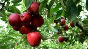 جشنواره سیب و انگور در مشگین‌شهر برگزار می‌شود