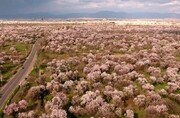 گذری اجمالی بر نشست باغستان سنتی قزوین در مسیر جهانی شدن