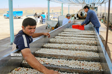 Récolte des pistaches au nord-est de l’Iran