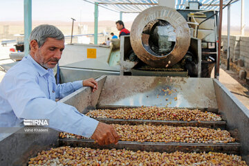 Récolte des pistaches au nord-est de l’Iran
