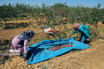 Récolte des pistaches au nord-est de l’Iran