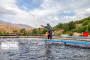فیلم| گردش مالی ۱۵۰ هزار میلیارد ریالی تولید آبزیان در مازندران