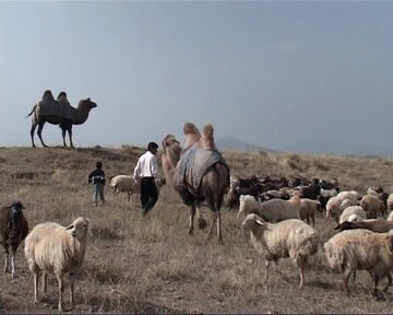مشکلات عشایر مغان در همایش تکریم شبانان و گله‌داران بررسی می‌شود