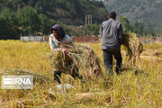 کشت دوم برنج در بابل؛ چاه و جیب هر ۲ خالی