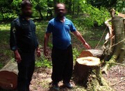 عامل قتل عام درختان جنگلی در بخش بلده شهرستان نور دستگیر شد