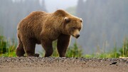 برآورد ۳۰۰ قلاده خرس در حیات وحش کرمانشاه