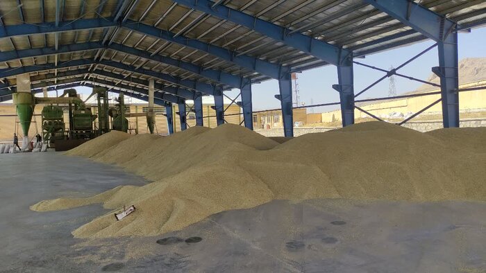 ۷۵۰۰ تن بذر غلات در استان مرکزی تولید شد