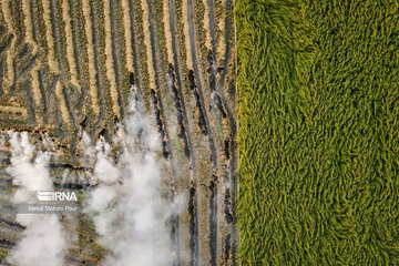 Farmers in northern Iran prepare paddy fields for growing crops