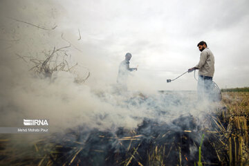 Farmers in northern Iran prepare paddy fields for growing crops