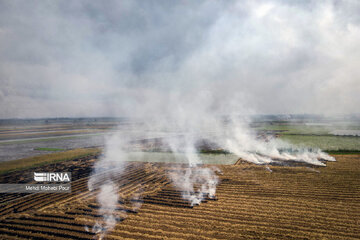 Farmers in northern Iran prepare paddy fields for growing crops