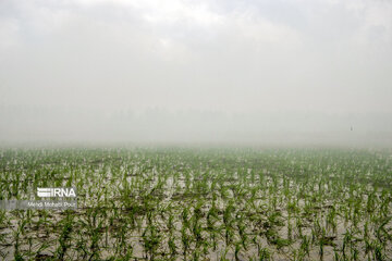 Farmers in northern Iran prepare paddy fields for growing crops