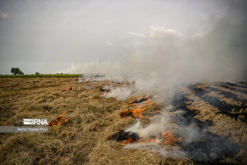 Farmers in northern Iran prepare paddy fields for growing crops