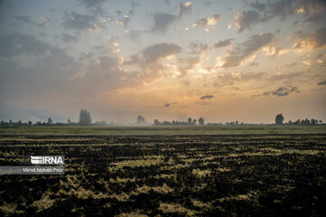 Farmers in northern Iran prepare paddy fields for growing crops