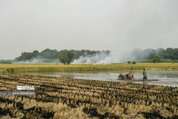 Farmers in northern Iran prepare paddy fields for growing crops