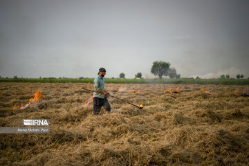 Farmers in northern Iran prepare paddy fields for growing crops