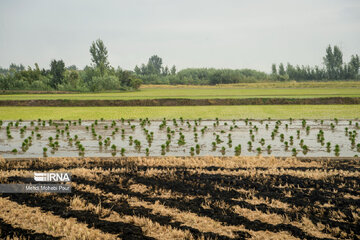 Farmers in northern Iran prepare paddy fields for growing crops