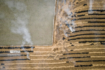 Farmers in northern Iran prepare paddy fields for growing crops