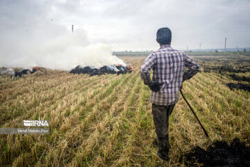 Farmers in northern Iran prepare paddy fields for growing crops