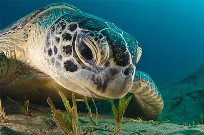 فیلم | تصویری ناب از شنای جوجه لاک‌پشت پوزه عقابی در خطر انقراض در آب‌های «کیش»