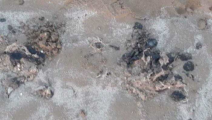 ماسههای آغشته به لکههای نفتی در ساحل گناوه چه زمانی جمعآوری میشوند؟