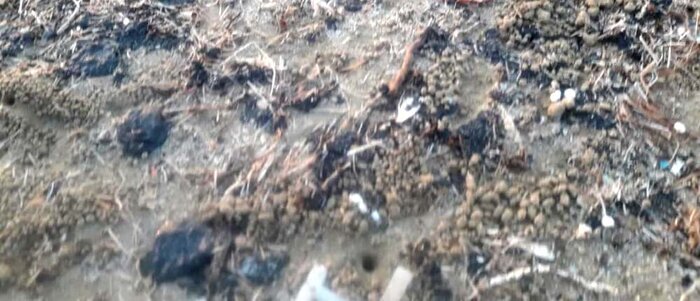 ماسه‌های آغشته به لکه‌های نفتی در ساحل گناوه چه زمانی جمع‌آوری می‌شوند؟