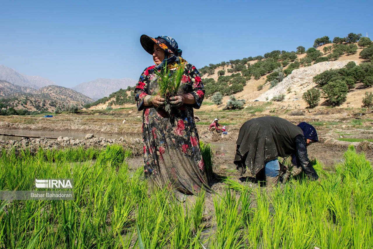 فیلم|توانمندسازی روستایی سرفصل برنامه های توسعه‌ای مازندران