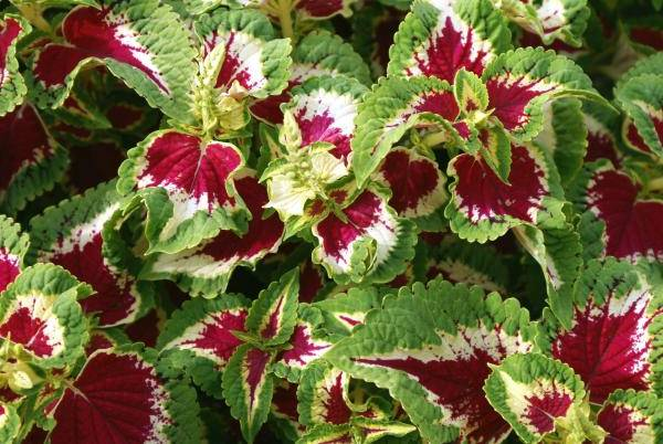 نکات طلایی برای نگهداری از گل حسن یوسف