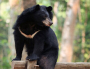 مشاهده چهار قلاده خرس سیاه آسیایی در کهنوج+فیلم