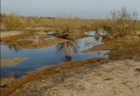 اداره حفاظت محیط زیست از دستِ رهاکنندگان فاضلاب در تاغزارهای زواره شکایت کرد