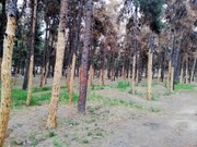 جایگزینی درختان آفت‌زده بوستان جنگلی سرخه‌حصار
